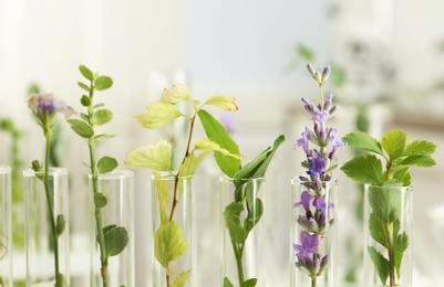 Photo of Closeup view of test tubes with different plants on blurred background