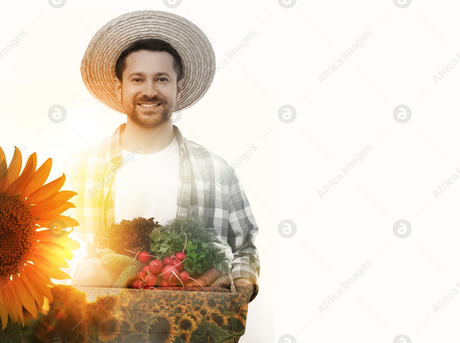 Image of Double exposure of farmer and sunflower field on white background