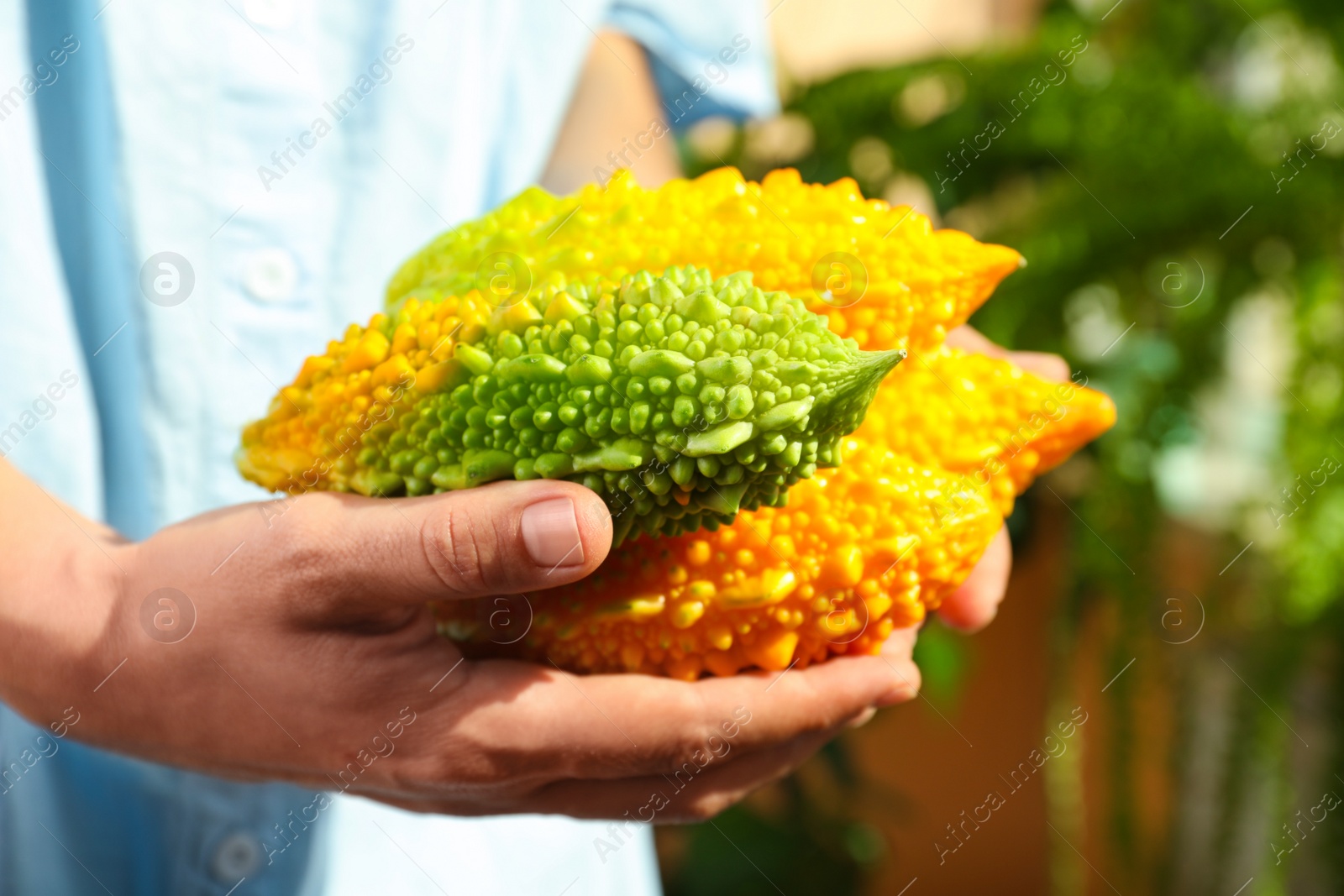 Photo of Woman holding pile of fresh bitter melons on blurred background, closeup