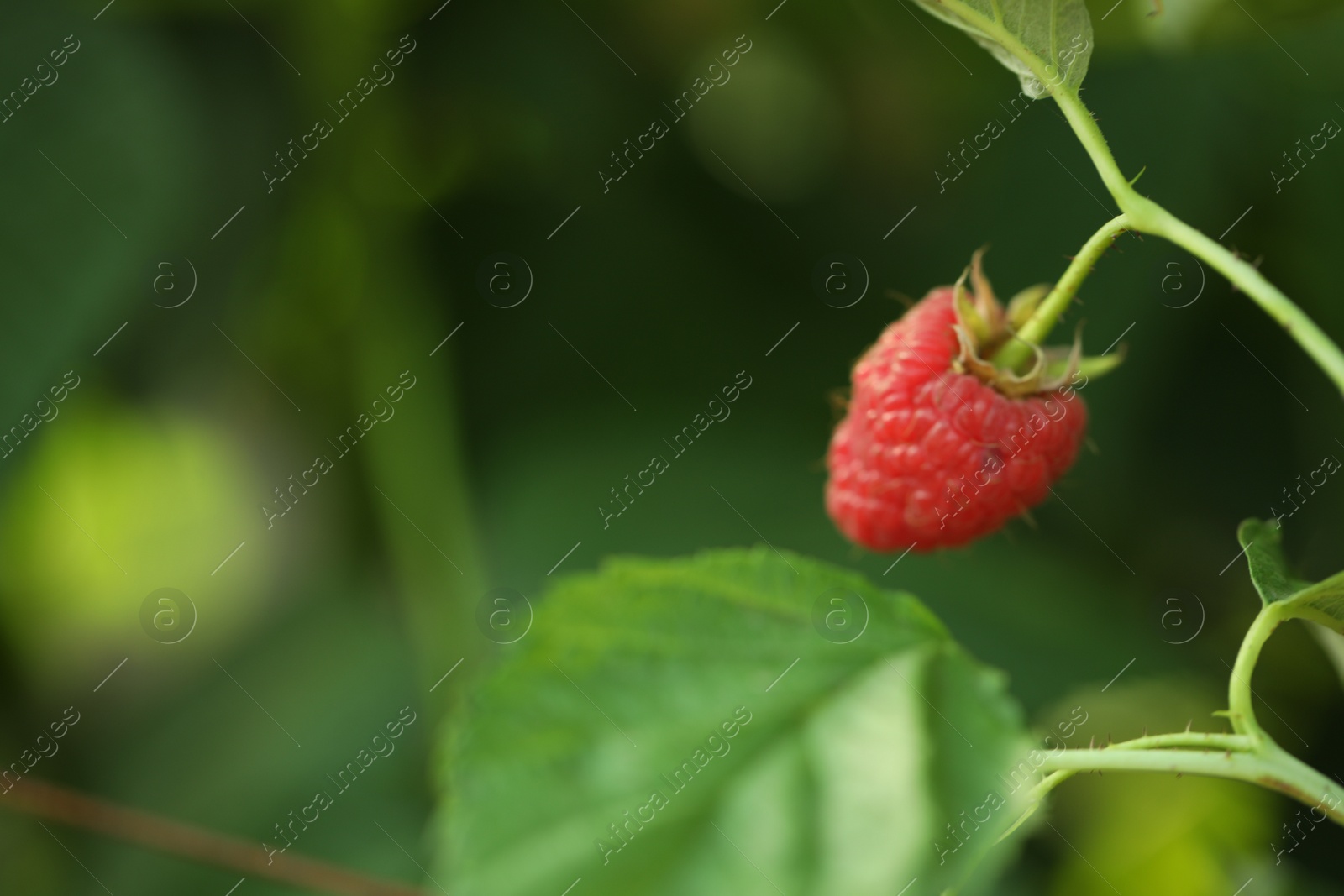 Photo of Raspberry bush with tasty ripe berry in garden, closeup