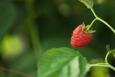 Photo of Raspberry bush with tasty ripe berry in garden, closeup