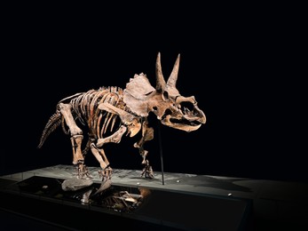 Life size skeleton of Triceratops in museum