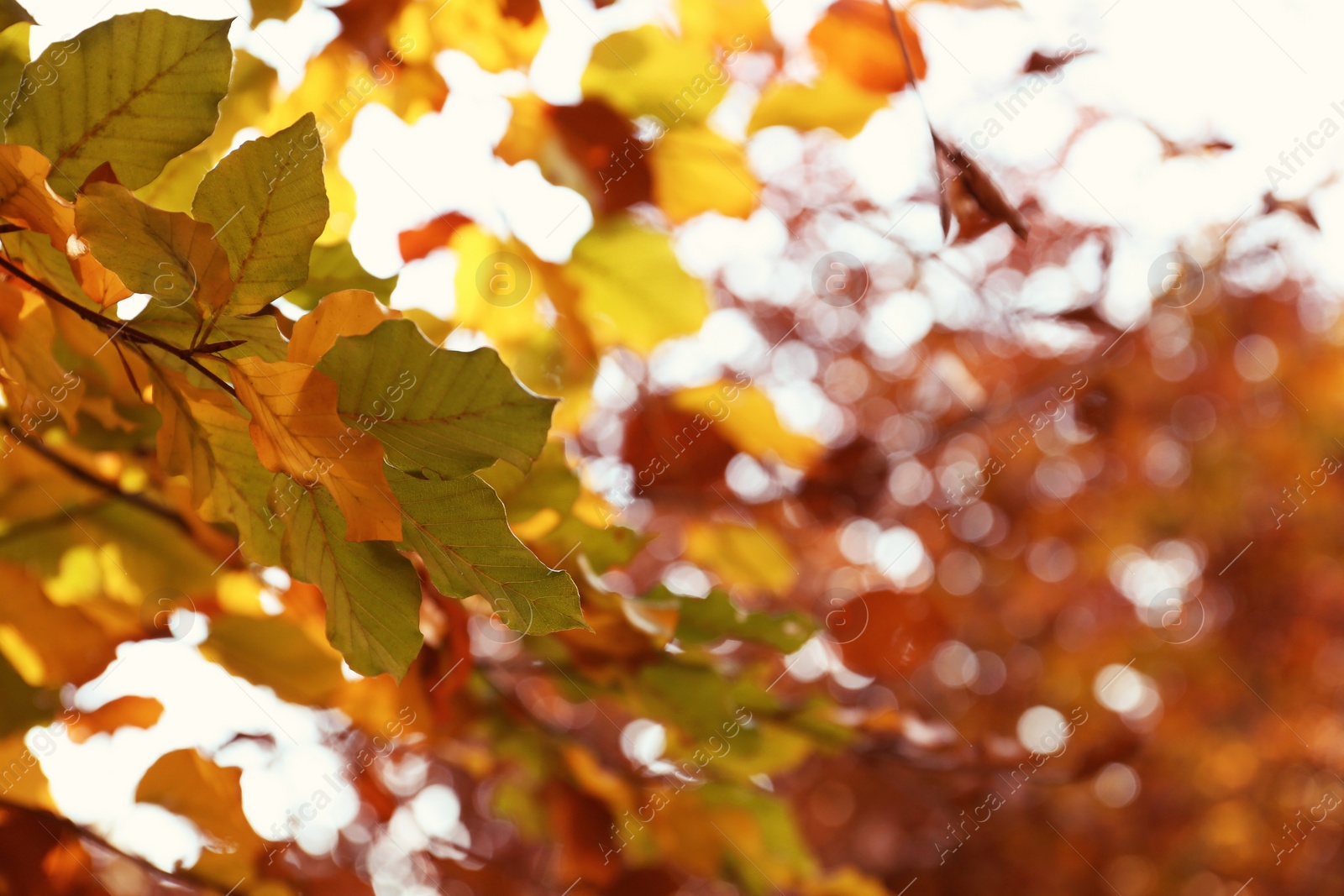 Photo of Tree twig with bright leaves on sunny autumn day