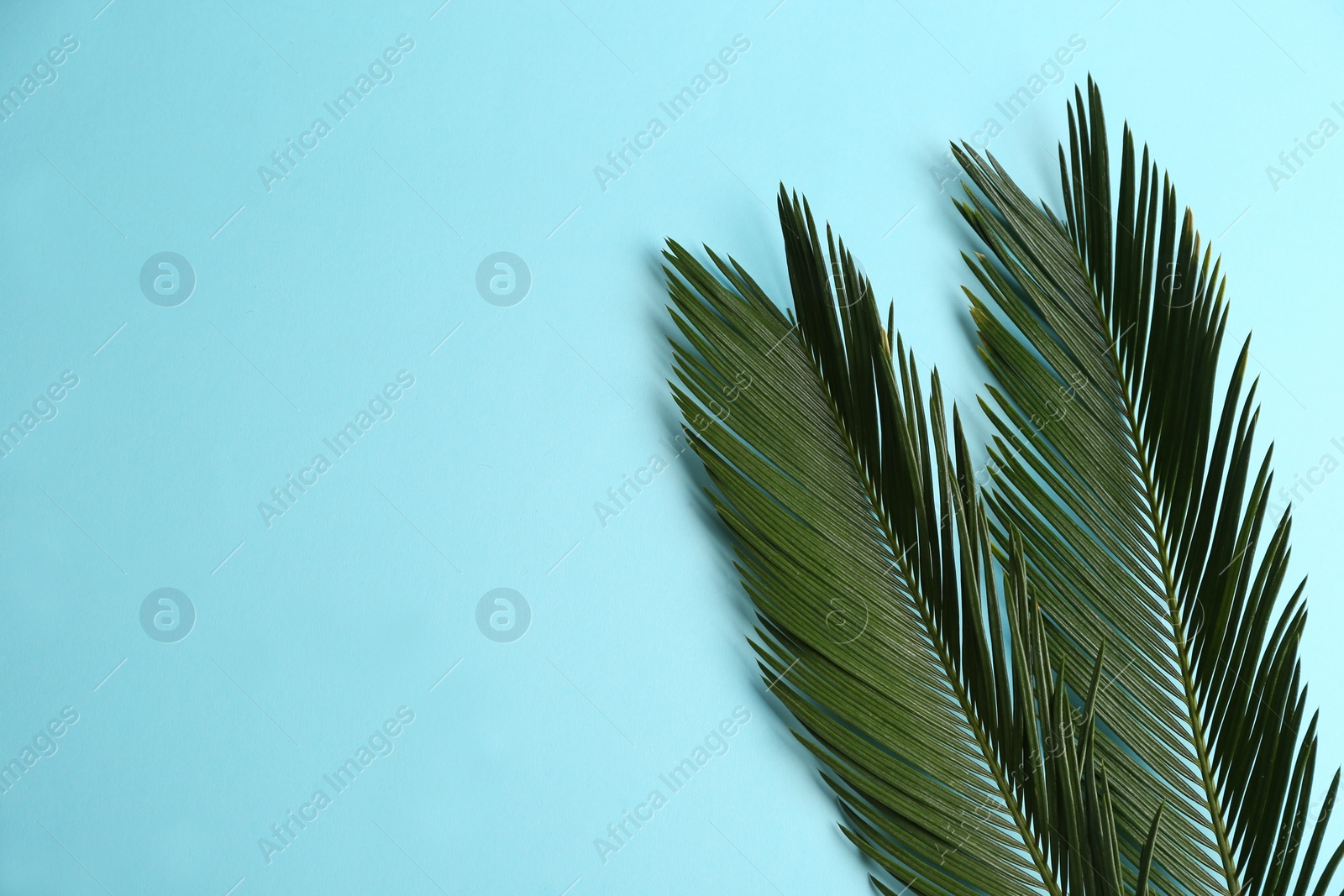 Photo of Beautiful tropical leaves on color background, top view