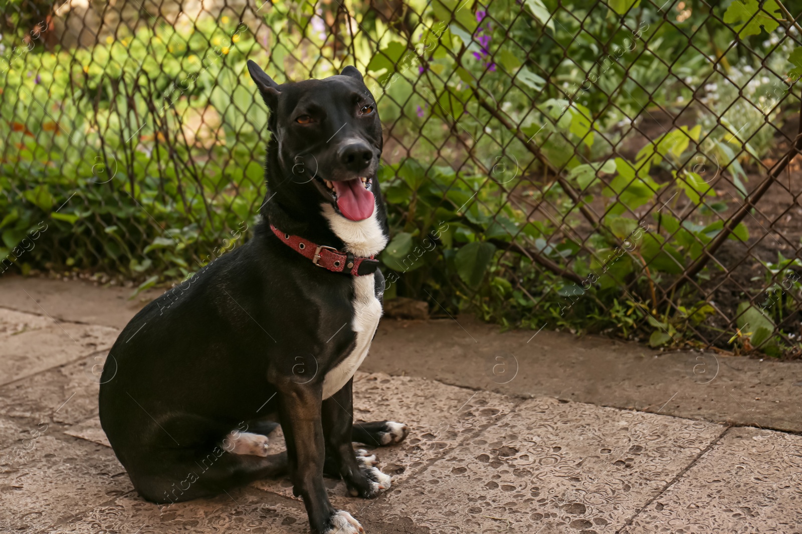 Photo of Cute black dog sitting on pavement outdoors, space for text