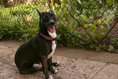 Photo of Cute black dog sitting on pavement outdoors, space for text