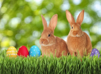 Cute bunnies and colorful Easter eggs on green grass outdoors