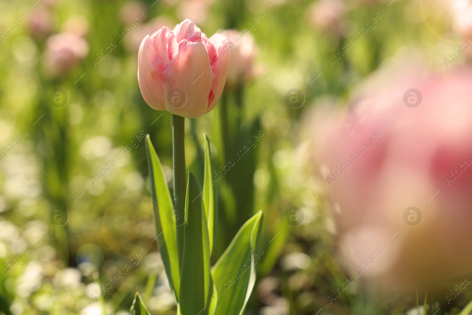 Photo of Beautiful pink tulips growing outdoors on sunny day, closeup