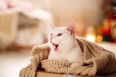 Cute white cat with scarf in room decorated for Christmas. Adorable pet