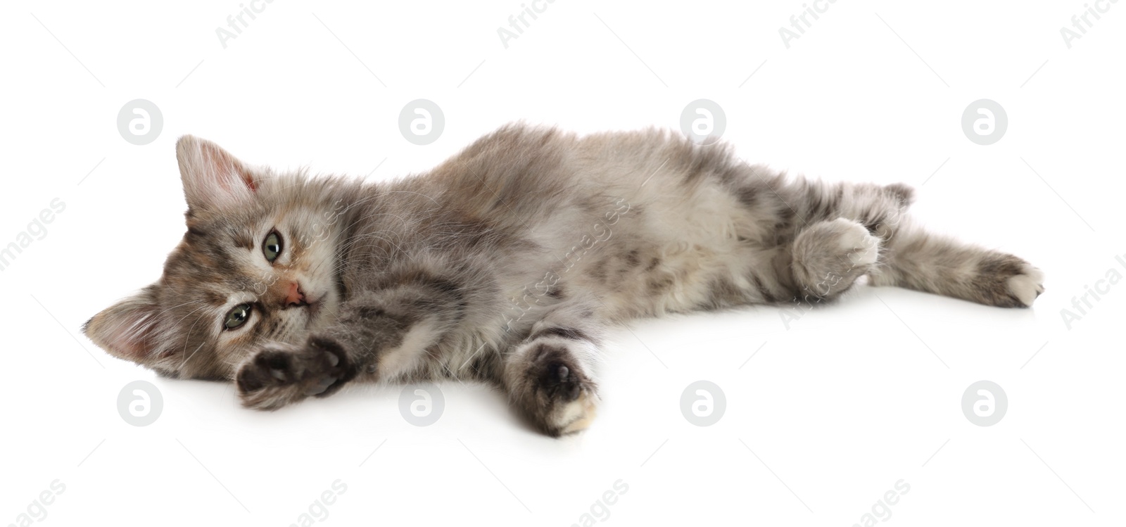 Photo of Cute fluffy kitten on white background. Baby animal