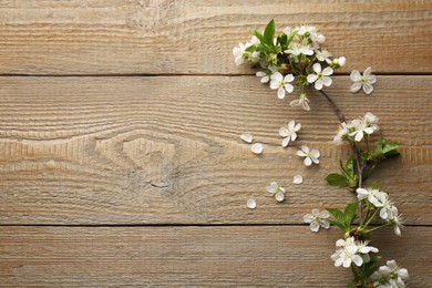 Photo of Spring branch with beautiful blossoms, leaves and petals on wooden table, top view. Space for text