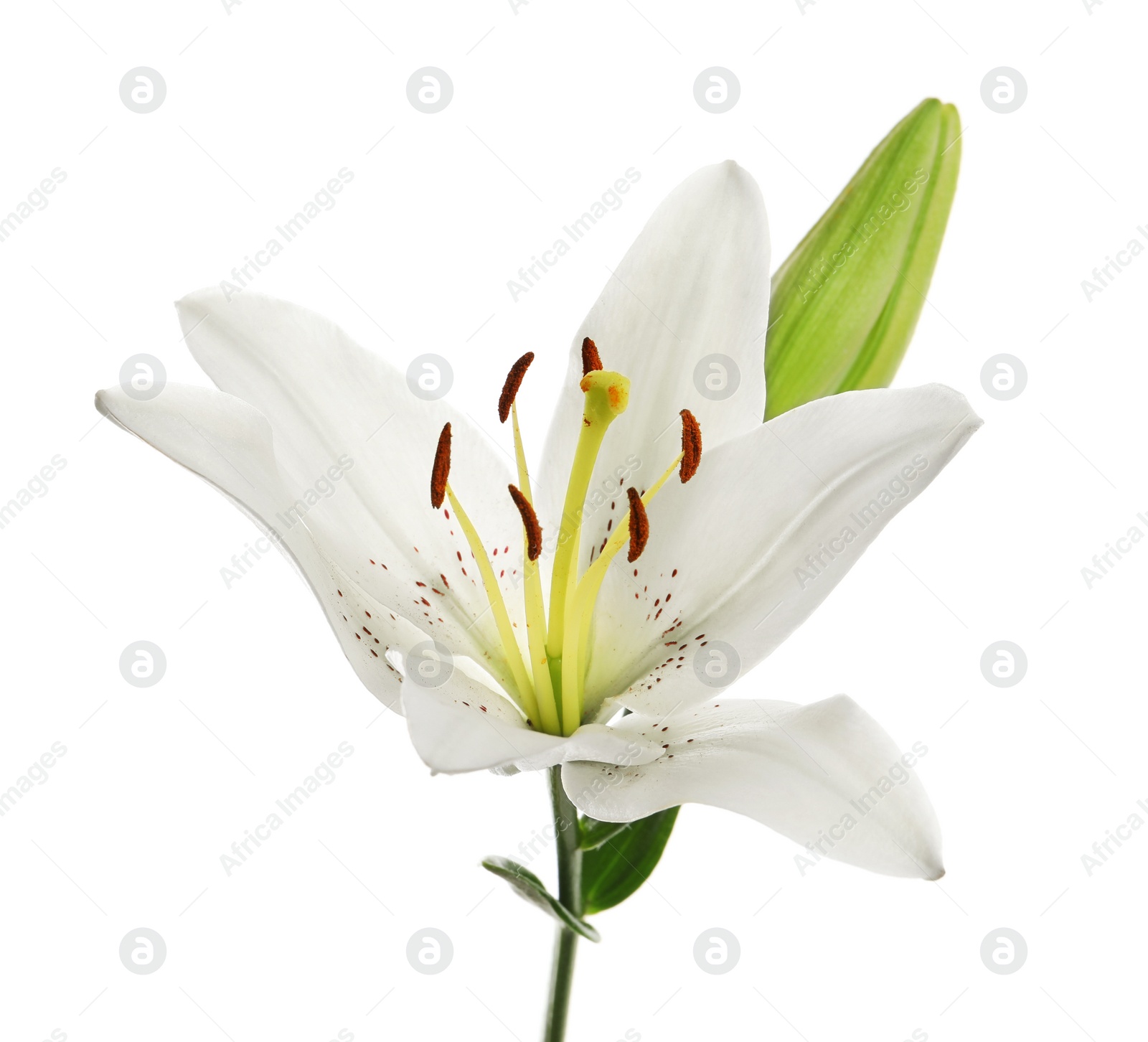 Photo of Beautiful lily with bud on white background. Funeral flower