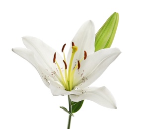Photo of Beautiful lily with bud on white background. Funeral flower
