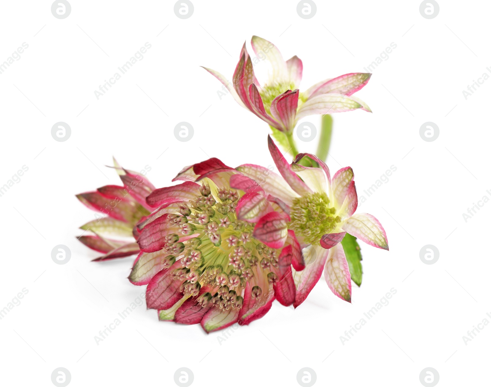 Photo of Beautiful fresh pink astrantia flowers isolated on white