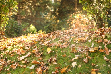 Colorful autumn leaves on green lawn in park