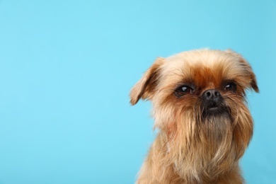 Photo of Studio portrait of funny Brussels Griffon dog on looking into camera color background. Space for text