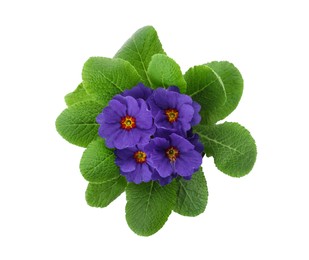 Photo of Beautiful primula (primrose) plant with purple flowers isolated on white, top view. Spring blossom