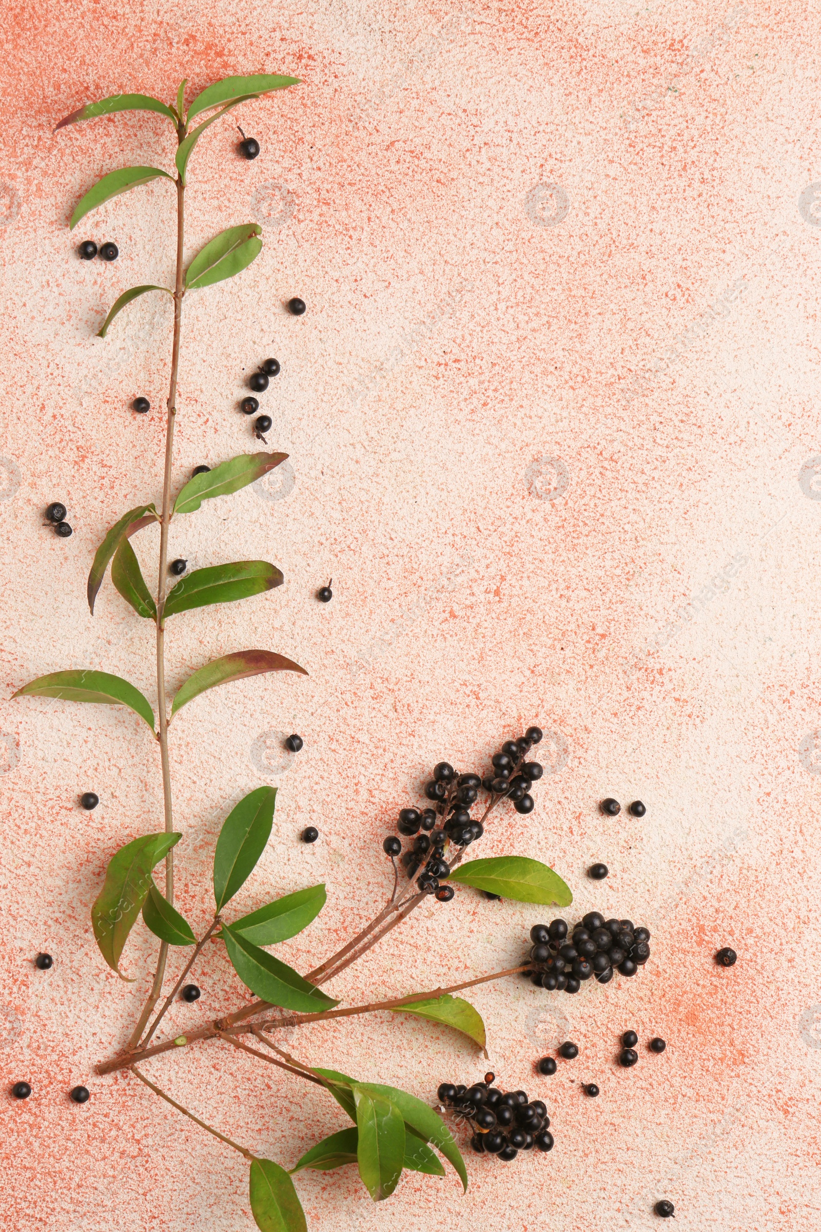 Photo of Green privet leaves and black berries on beige textured background, flat lay. Space for text