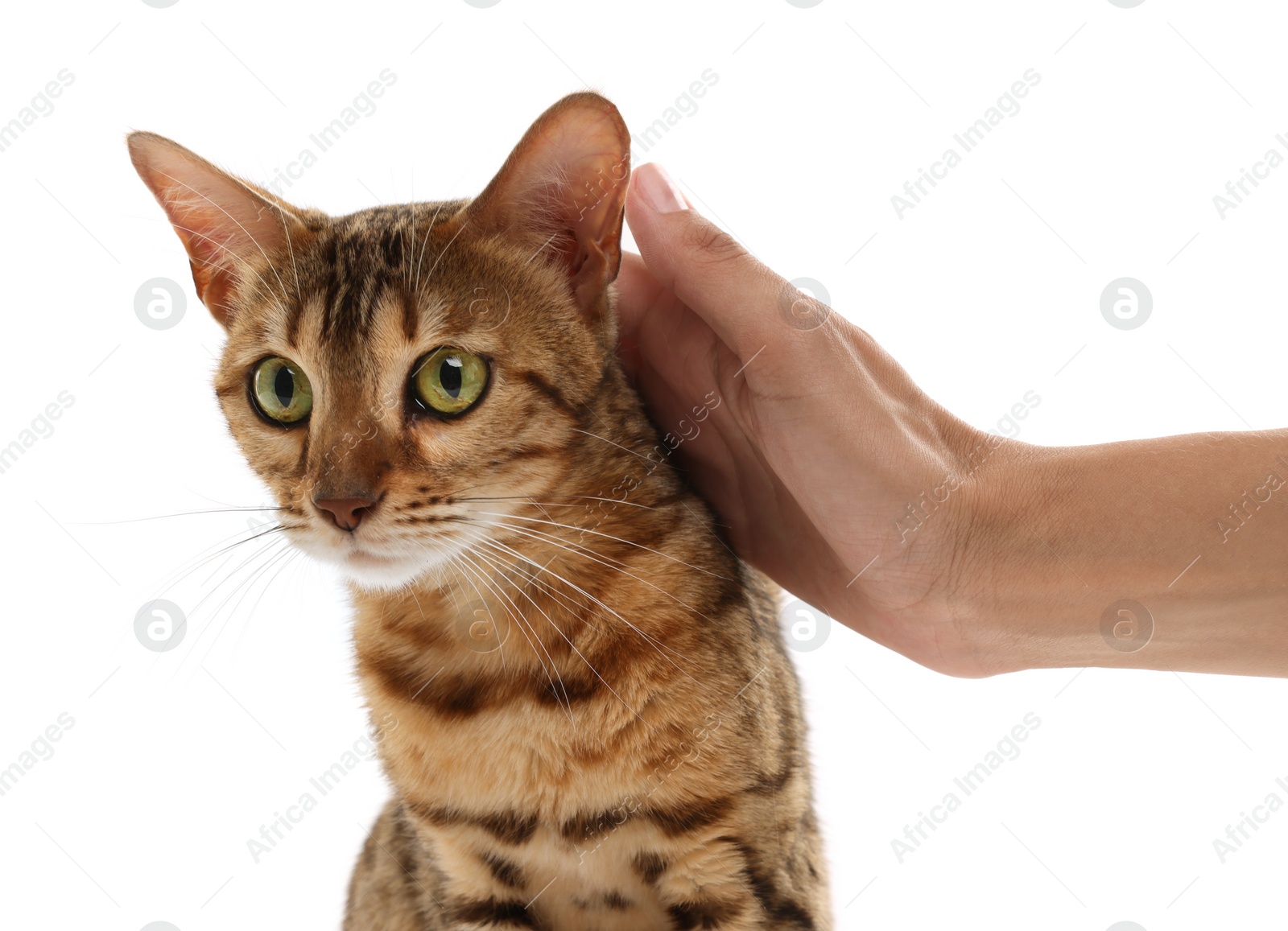 Photo of Woman petting cute Bengal cat on white background, closeup