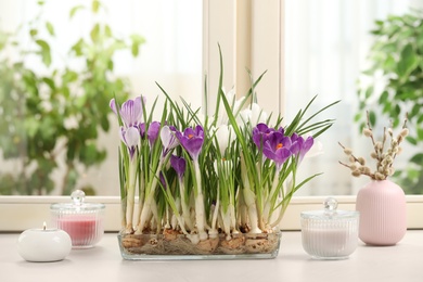 Beautiful blooming crocus flowers and candles on window sill