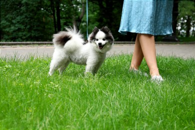 Photo of Woman with cute fluffy Pomeranian dog walking in park, closeup