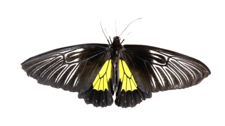 Photo of Beautiful common Birdwing butterfly on white background