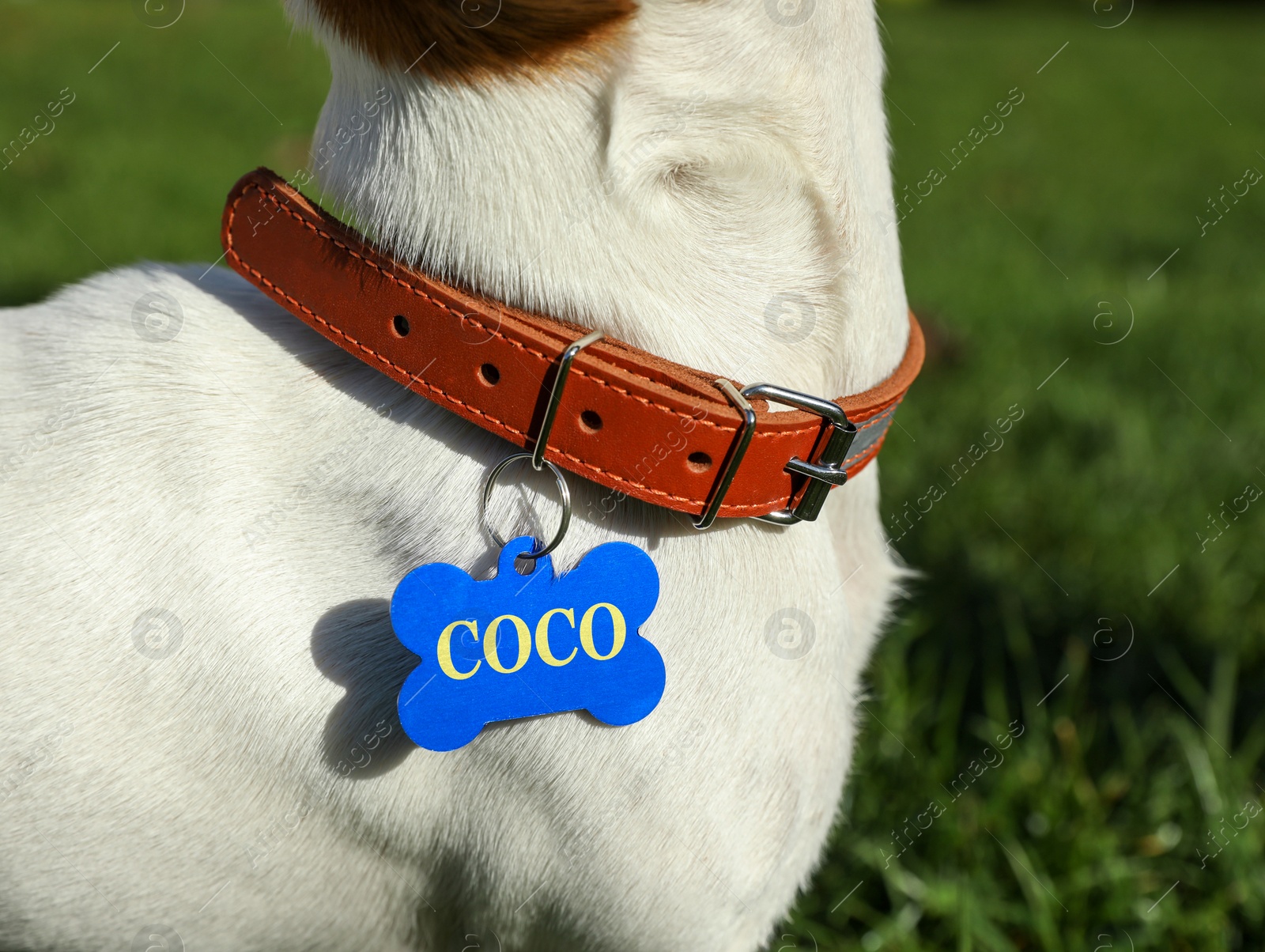 Image of Dog in collar with metal tag on green grass outdoors, closeup