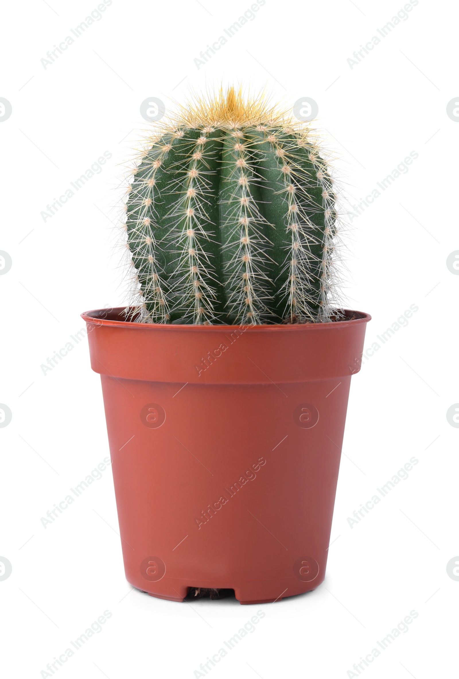 Photo of Beautiful green cactus in pot isolated on white. Tropical plant