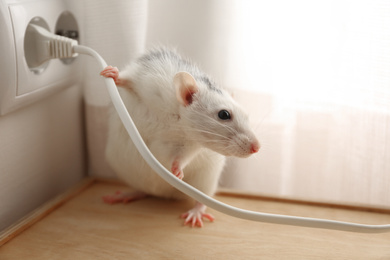 Photo of Rat near power socket indoors. Pest control