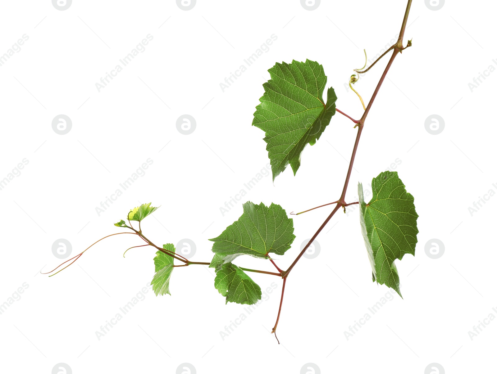 Photo of Fresh grapevine with leaves isolated on white