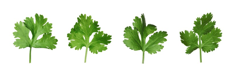 Image of Set with fresh coriander leaves on white background. Banner design