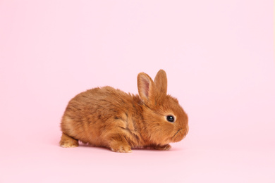 Photo of Adorable fluffy bunny on pink background. Easter symbol