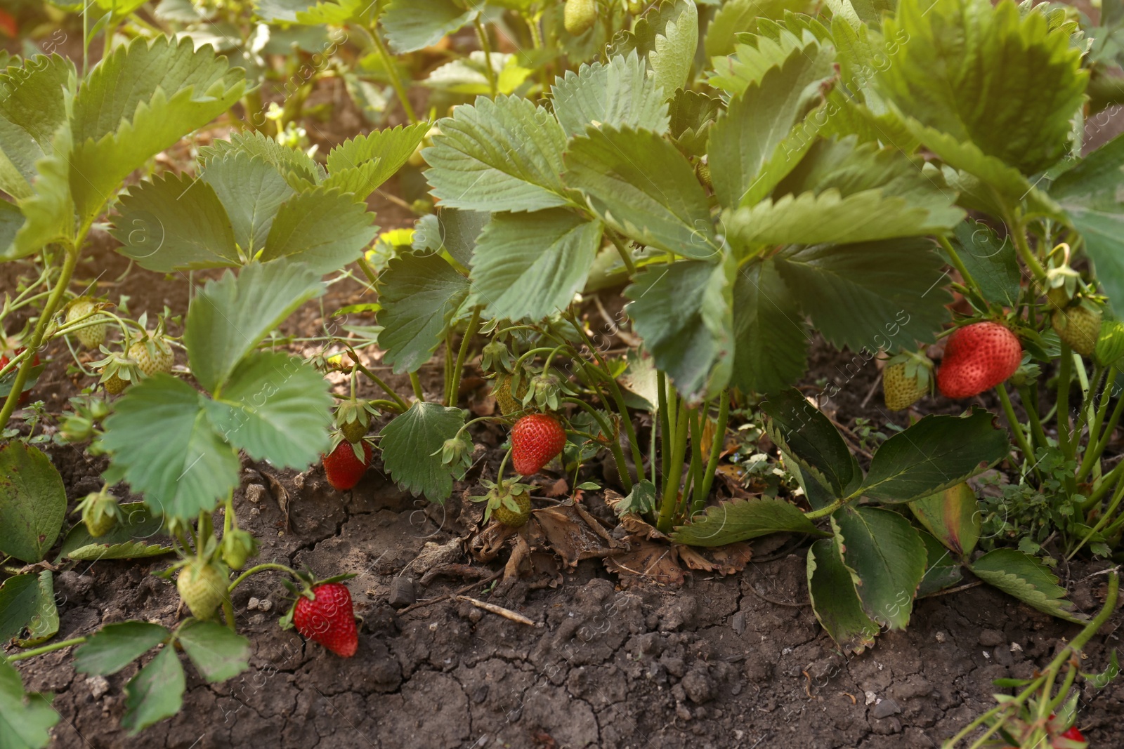 Photo of Beautiful strawberry plants with ripe fruits in garden on sunny day