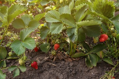 Photo of Beautiful strawberry plants with ripe fruits in garden on sunny day