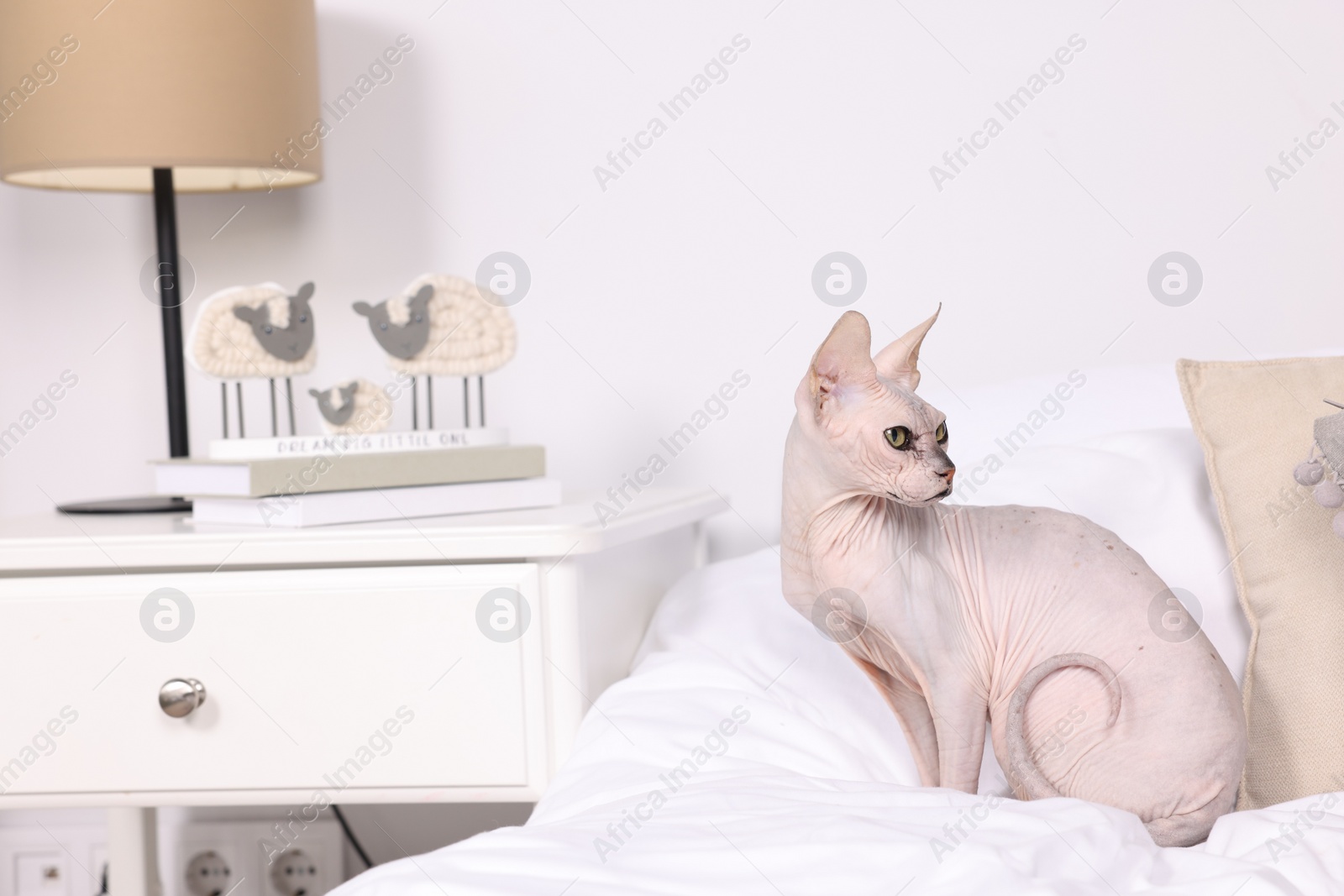 Photo of Cute Sphynx cat on bed at home, space for text. Lovely pet