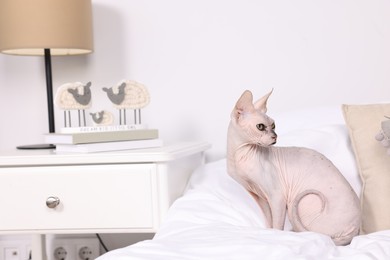 Cute Sphynx cat on bed at home, space for text. Lovely pet