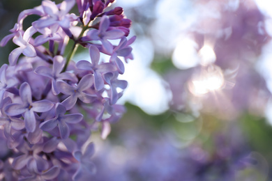 Photo of Closeup view of beautiful blossoming lilac shrub outdoors