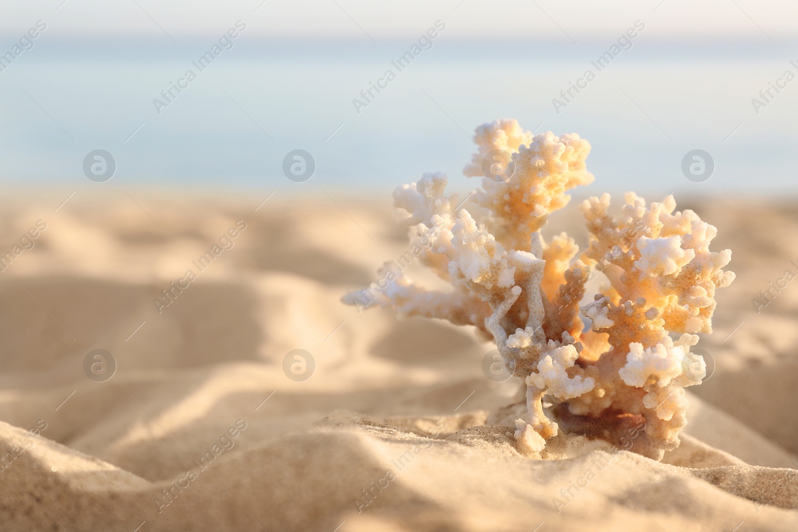 Photo of Sandy beach with beautiful coral near sea on sunny summer day. Space for text