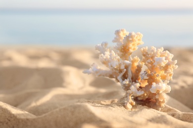 Photo of Sandy beach with beautiful coral near sea on sunny summer day. Space for text