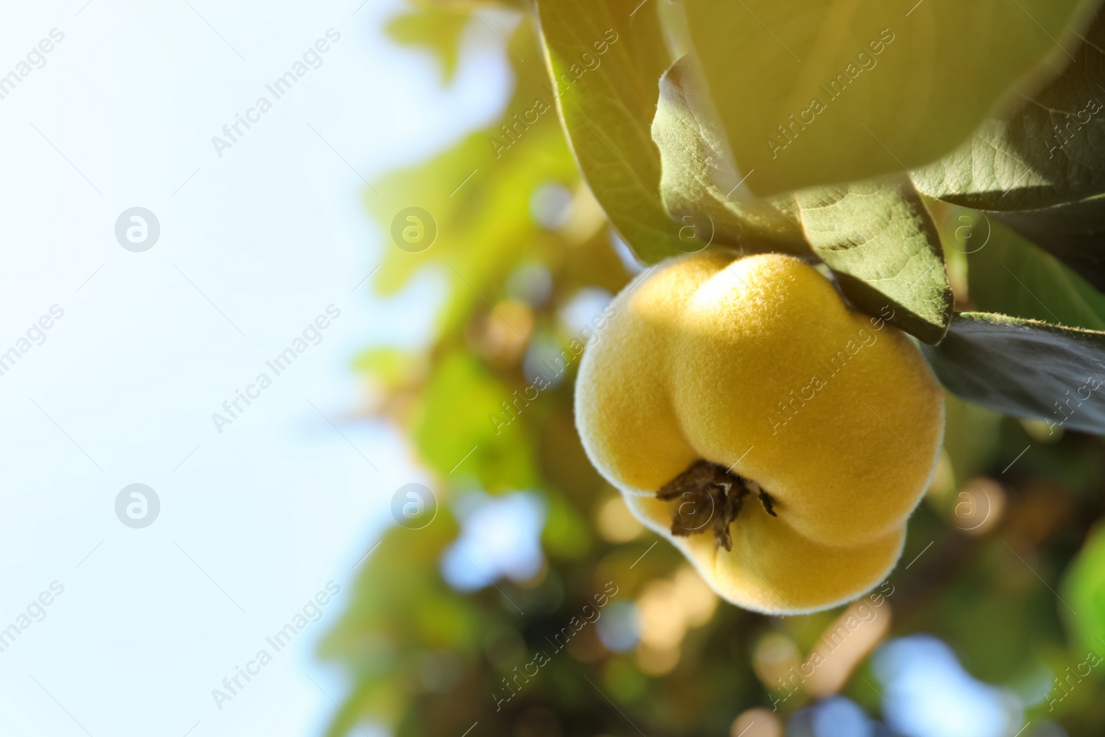 Photo of Quince tree branch with fruit outdoors, closeup. Space for text