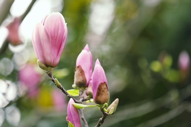 Closeup view of magnolia tree with beautiful flowers outdoors, space for text. Amazing spring blossom