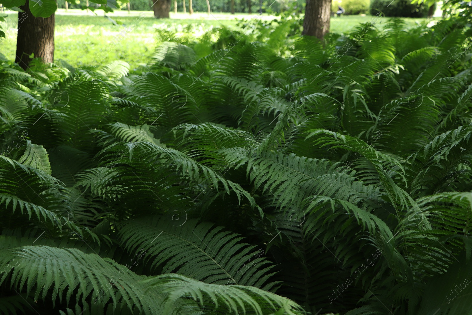 Photo of Beautiful fern with lush green leaves growing outdoors