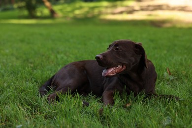 Adorable Labrador Retriever dog lying on green grass in park