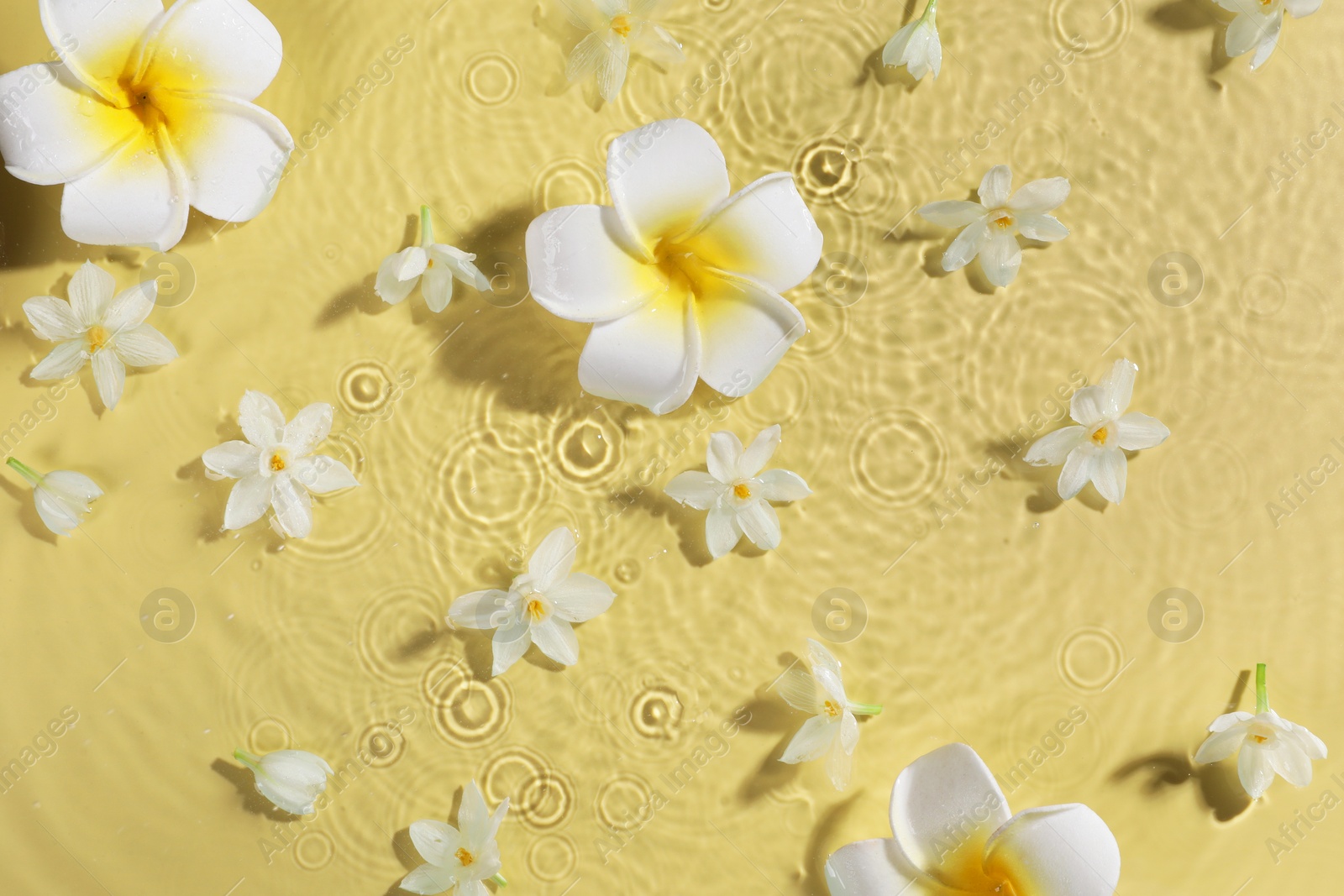 Photo of Beautiful flowers in water on pale yellow background, top view