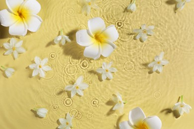 Photo of Beautiful flowers in water on pale yellow background, top view