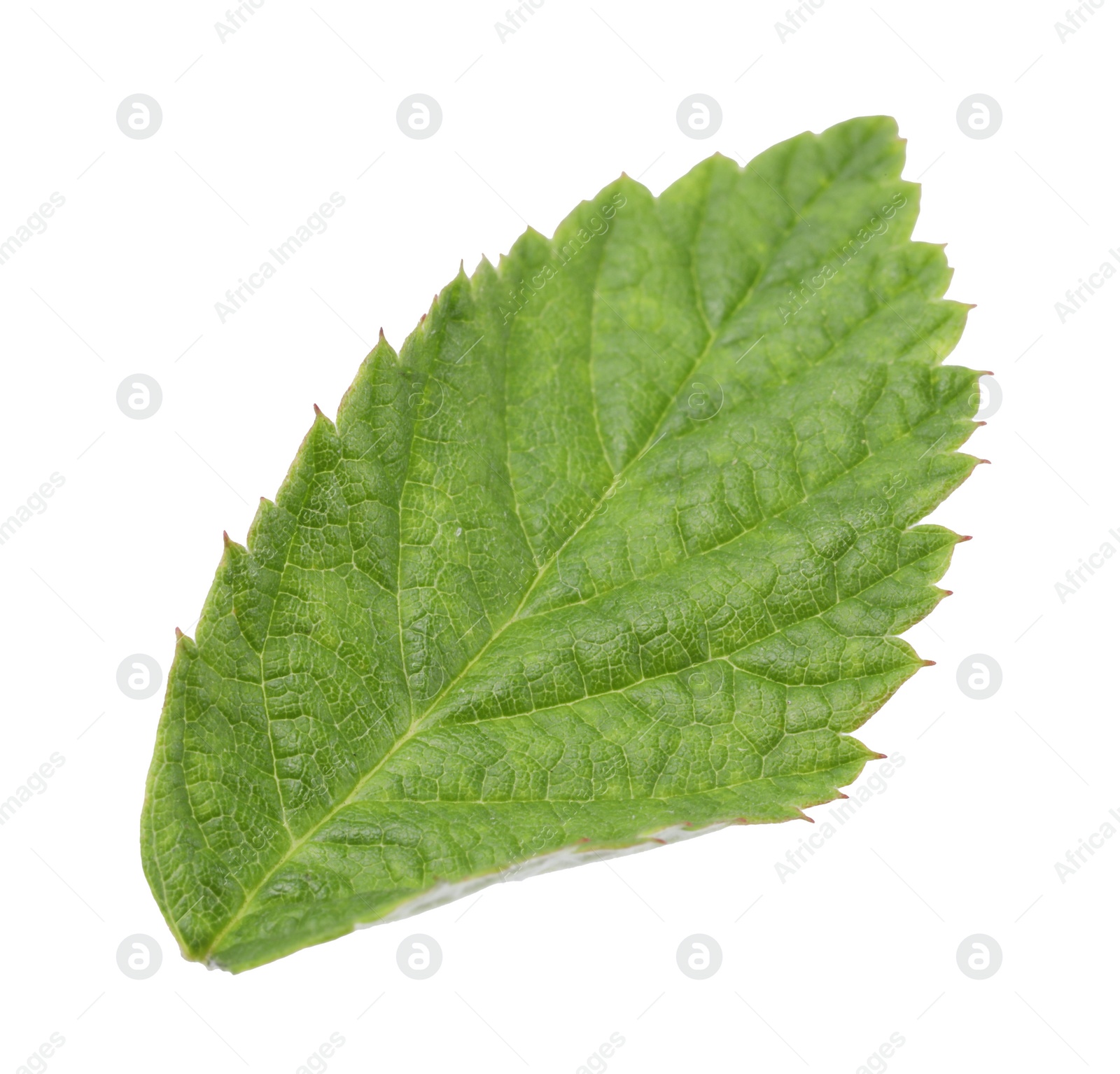 Photo of One green raspberry leaf isolated on white