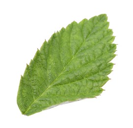 Photo of One green raspberry leaf isolated on white