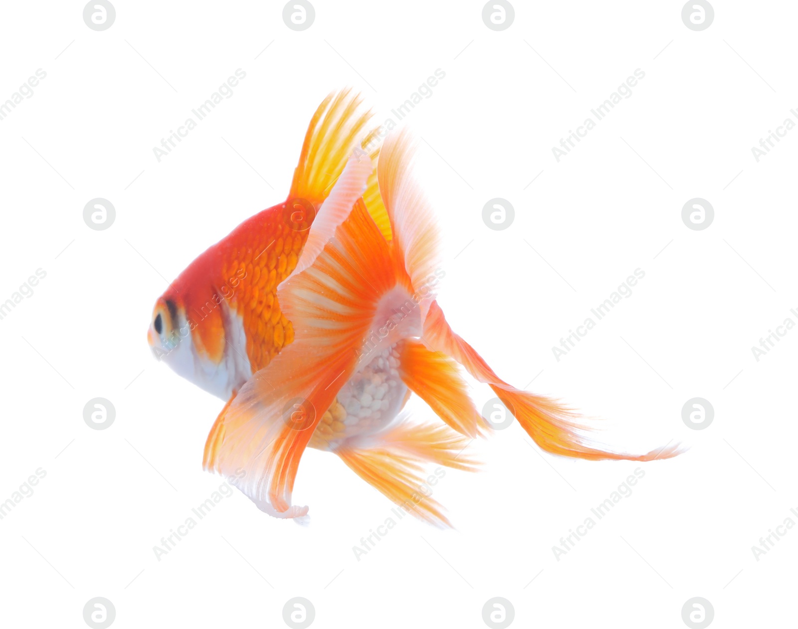 Photo of Beautiful bright small goldfish isolated on white