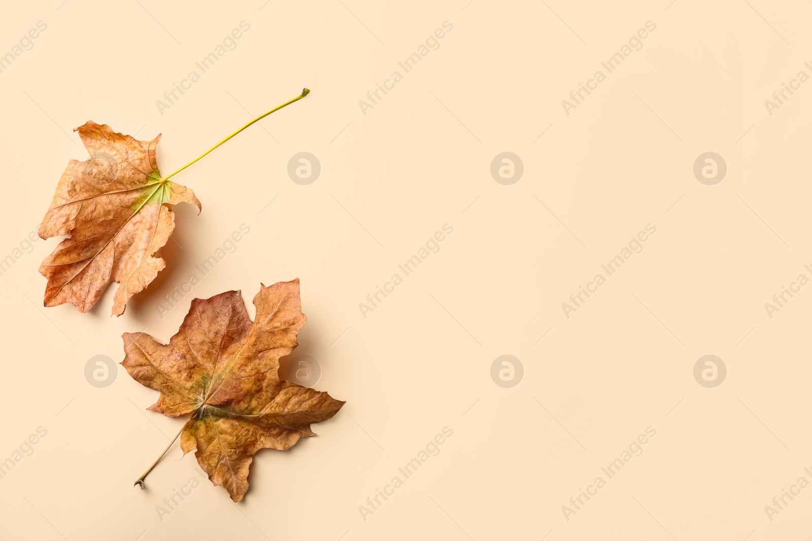 Photo of Dry autumn leaves on beige background, flat lay. Space for text