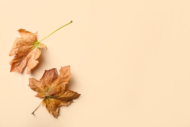 Dry autumn leaves on beige background, flat lay. Space for text